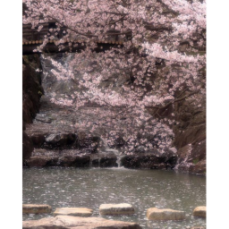 Sakura  Item Buyer