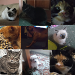The lola group!