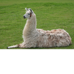 LLAMA GANG >:3