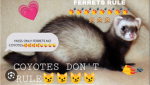 FERRETS UNITE!