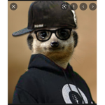Meerkat’s United