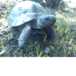 slow as a turtle