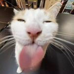 |SILLY CATS|