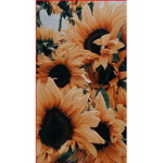*-sunflxowers-*