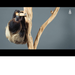 Sloth Saturdays