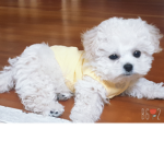 코오롱
