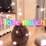 mulch