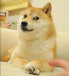 Doge group amy