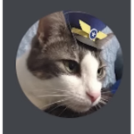 Team cat kitty