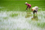Super rice pickers