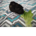 Guinea Pig Squad!!
