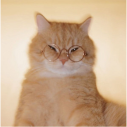 Ay Mi Gatito Obby!