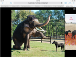 Horse and elephant lovers