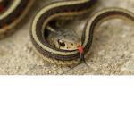 SNAKES UNITED TM