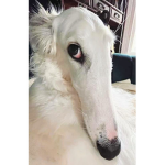 Pietra_gamer