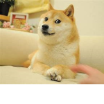Doge gang with the S