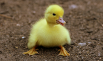 The Coolest Duck Clan
