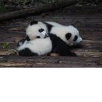Animals that are babies