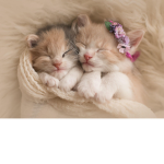 Ppl Who Like Cats