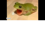 Frogs are awesome creatures