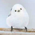 ひよこたちのグループ