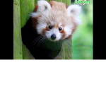Cute Baby Red Panda Home