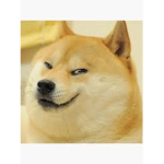 doge doods