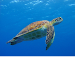 Frendly turtle gang