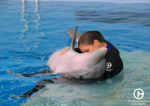 Orca Dreams