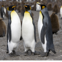 Penguin's Vs Fish
