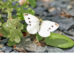 The White Butterflys!