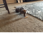 DOGGOS LOVES BONE UNITE