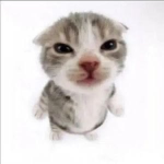 Se are cats