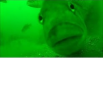 you like fish