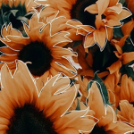•sunxflower squad