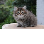 adopt a kitten if u want to