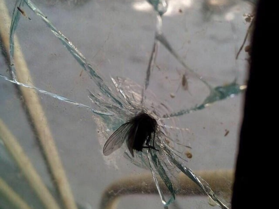 Joobs shack screenshot 1