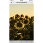 Sunflowers are good