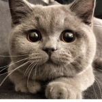 Cat stray miau
