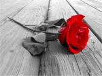 The rose of justic
