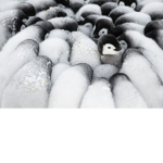 penguucore