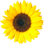 STAWBERRY SUNFLOWER SQUAD!!