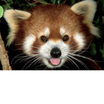 the amazing king red panda fan club