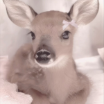 cutesy'