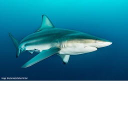 shark!!