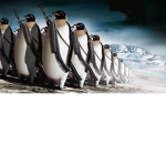 Penguin Nation!!!