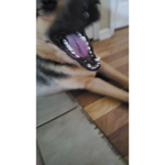 angry dog image