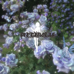 METANOIA$