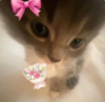 *~my little dazzles~*
