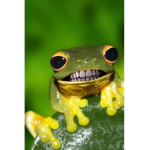 Froggie and Giraffe Club